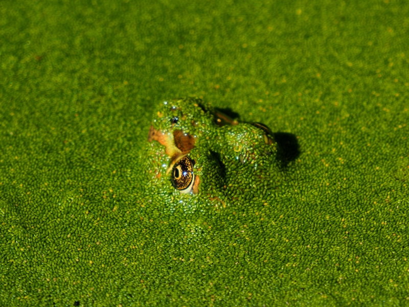 Camouflage de la grenouille!!Ajoute!! PA310001_zpssvbxolqw