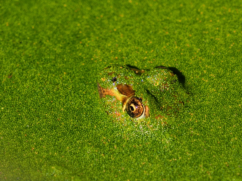 Camouflage de la grenouille!!Ajoute!! PA310002_zps1wu59ole