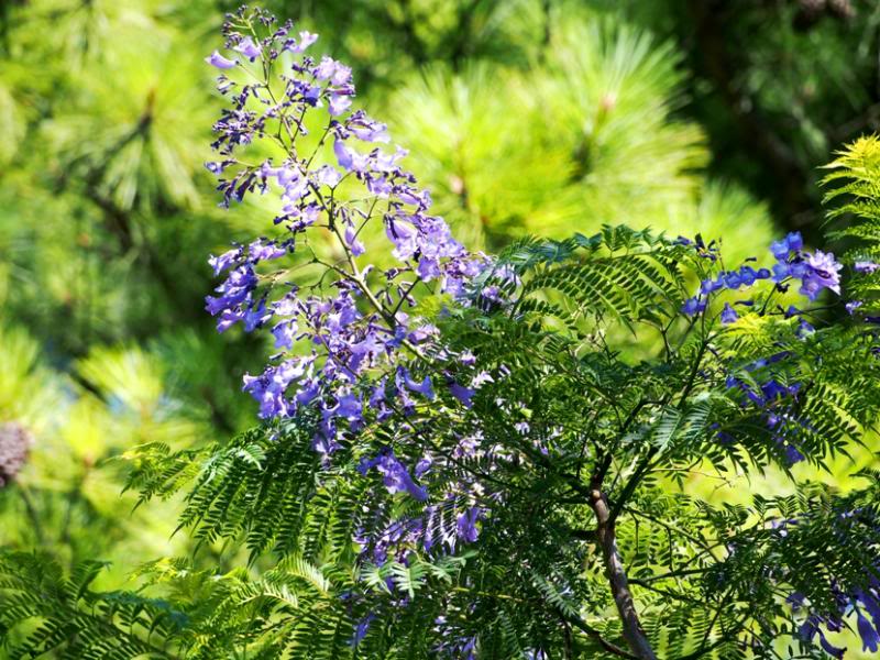 Jacarandá PC1400392_zps9874acf6