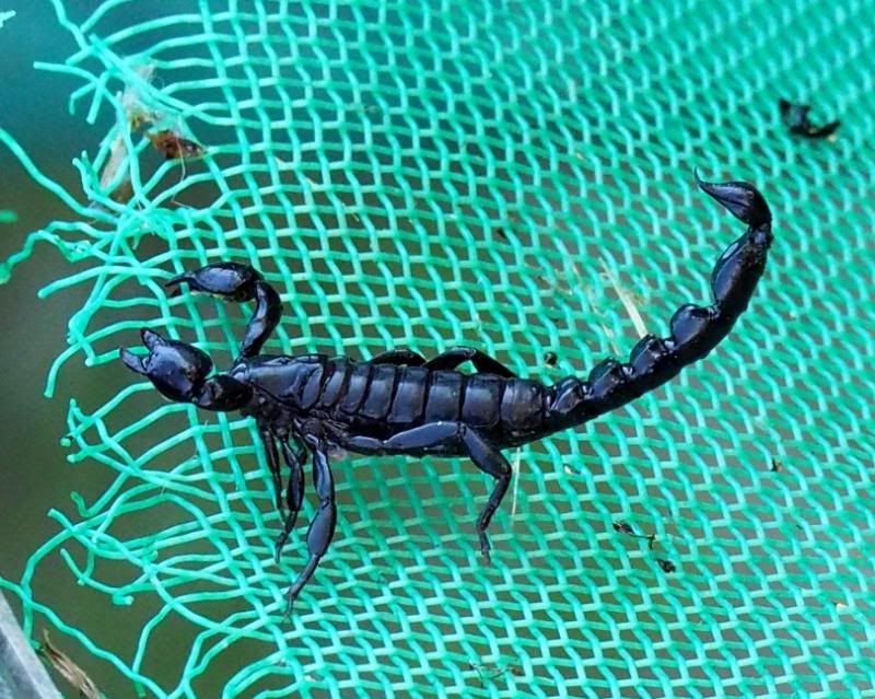 Scorpion!! PC200074_zps57ac62b2