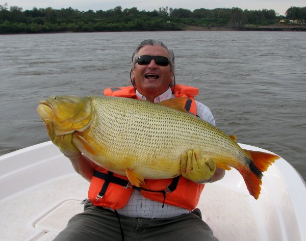 Poissons du fleuve Uruguay(Ajoute!!) Dorado_22_kg_20110402_1851742626_zpsac632662