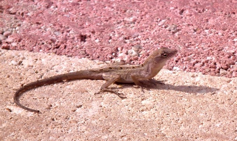 Petits lezards(Anoles) DSCF1899