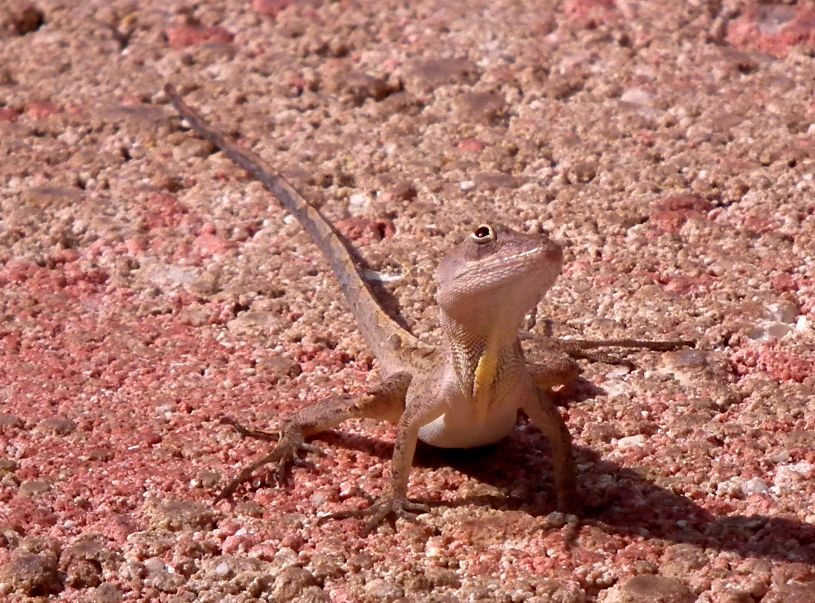 Petits lezards(Anoles) DSCF1904