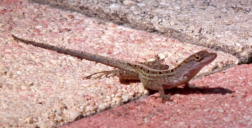 Petits lezards(Anoles) DSCF1909