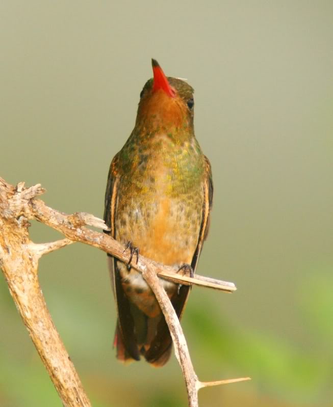 Trois espéces de Colibri!!(encore!!) P2149444