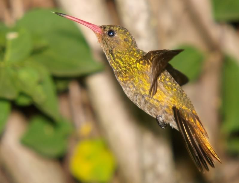 Trois espéces de Colibri!!(encore!!) P2149449