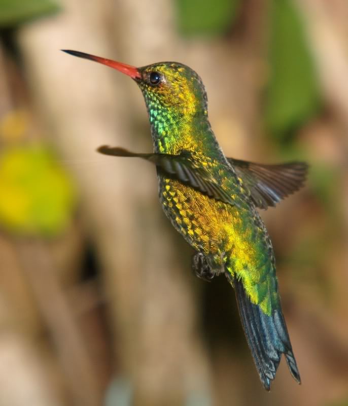 Trois espéces de Colibri!!(encore!!) P2149451