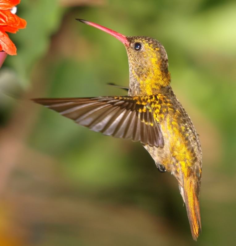 Trois espéces de Colibri!!(encore!!) P2149461