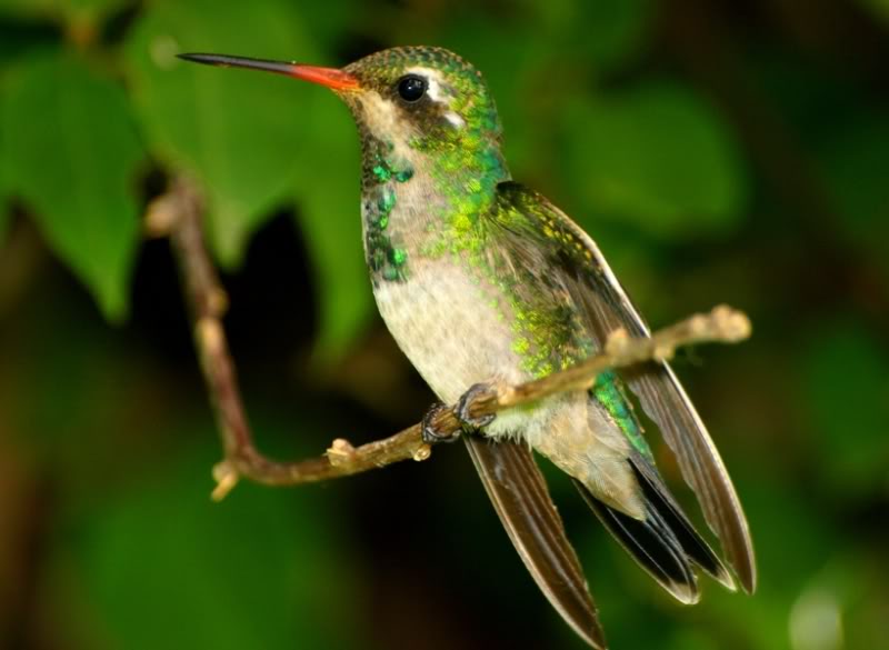 Trois espéces de Colibri!!(encore!!) P2149478