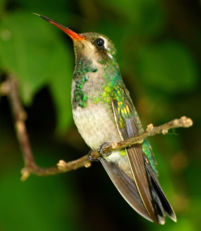 Trois espéces de Colibri!!(encore!!) P2149479