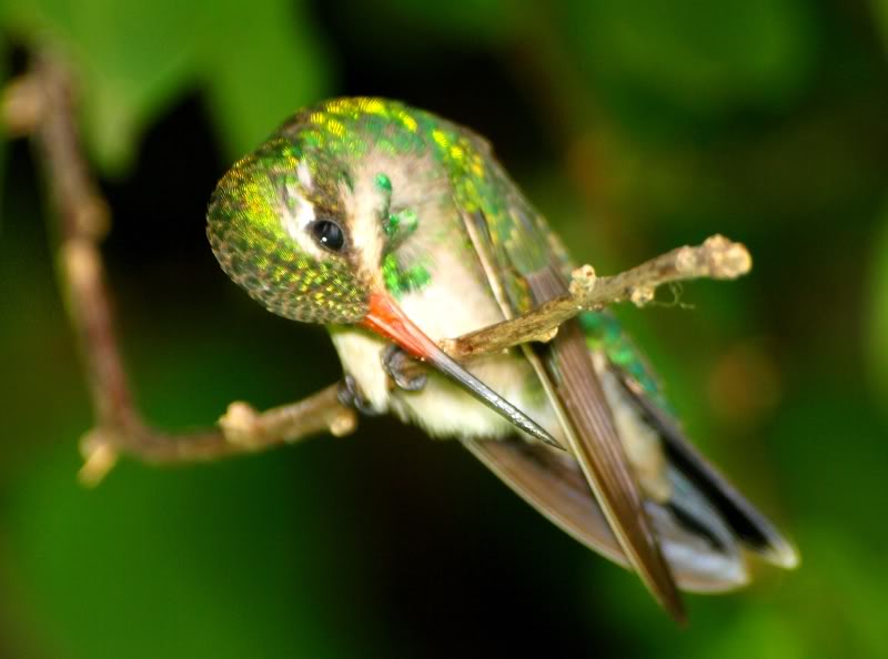 Trois espéces de Colibri!!(encore!!) P2149480