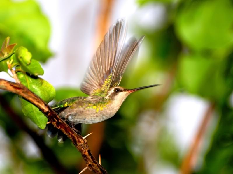 Trois espéces de Colibri!!(encore!!) P2149493