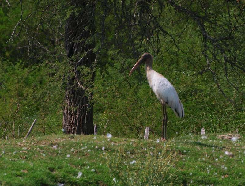 Mycteria americana + (Wood stork)en vol(Ajoute )ENCORE!!+1 P2194780_zps1kpmecxf