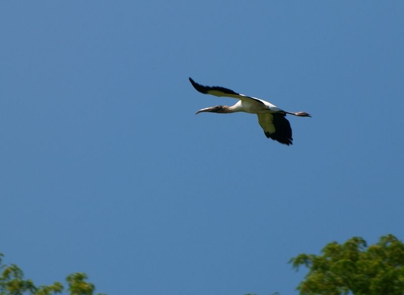 Mycteria americana + (Wood stork)en vol(Ajoute )ENCORE!!+1 P2194783_zpssogdkaqd