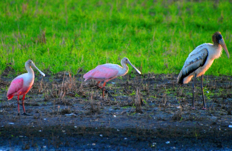 Mycteria americana + (Wood stork)en vol(Ajoute )ENCORE!!+1 P3175136%202_zpsq8aeyxnn