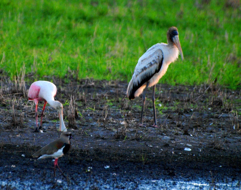 Mycteria americana + (Wood stork)en vol(Ajoute )ENCORE!!+1 P3175139_zpsnhebjak3