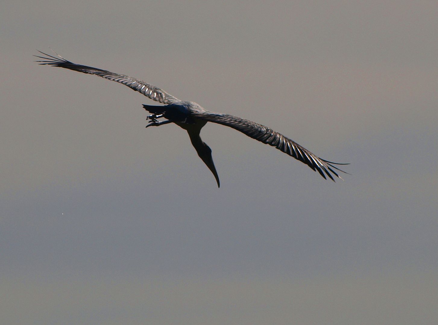 Mycteria americana + (Wood stork)en vol(Ajoute )ENCORE!!+1 P3195187_zpsh1ixg3km