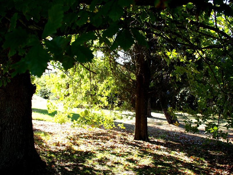 Sous les arbres  P40905342