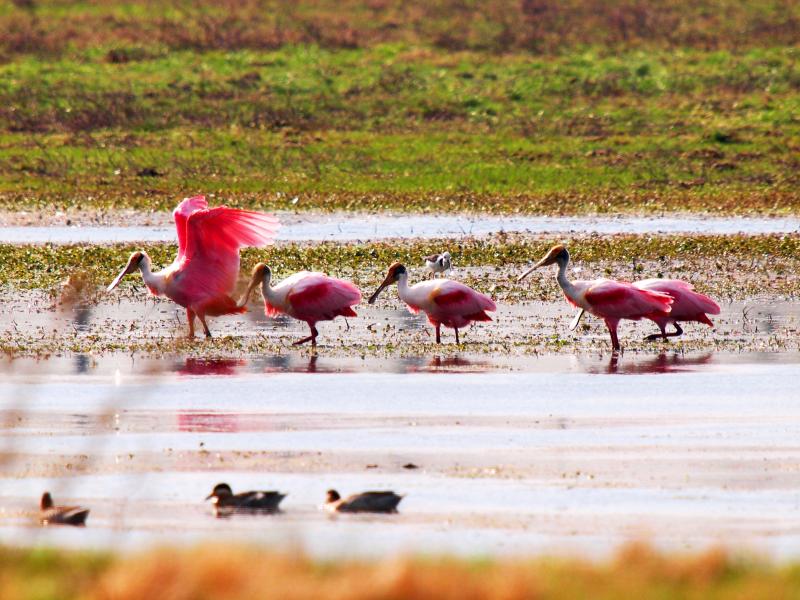 Mycteria americana + (Wood stork)en vol(Ajoute )ENCORE!!+1 P9123577_zpsdf73ce39