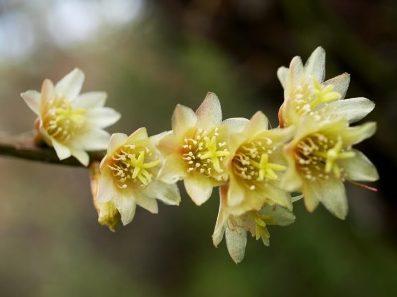 Quelques fleurs PA017268