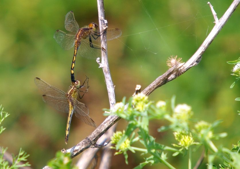 Au jardin PB057754