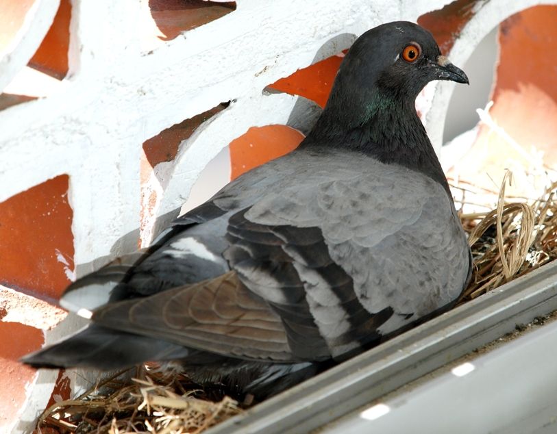 Pigeon et oeux PB301658
