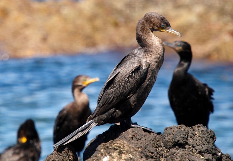 Cormorans PC021692