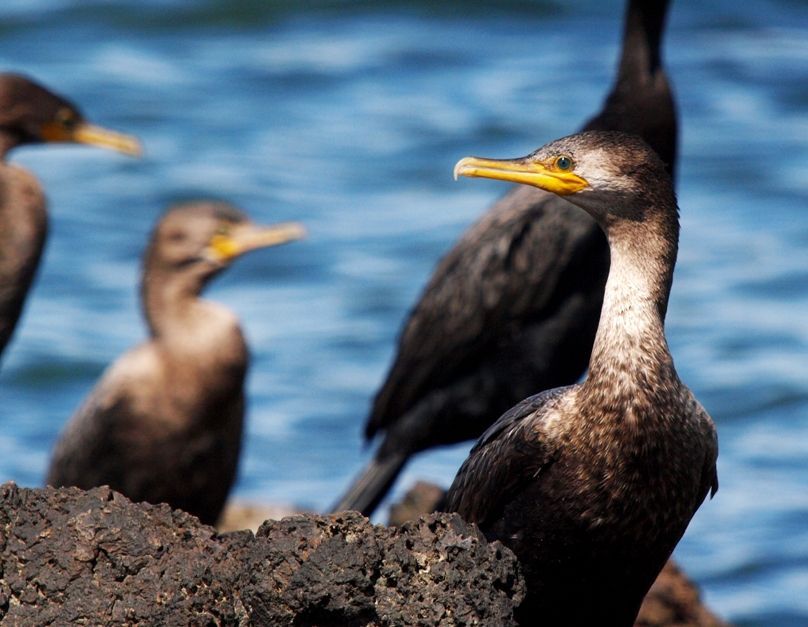 Cormorans PC021698