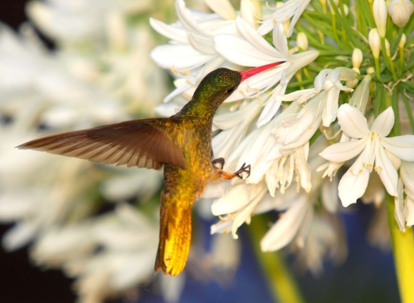 Amoureux des fleurs!! PC171914x