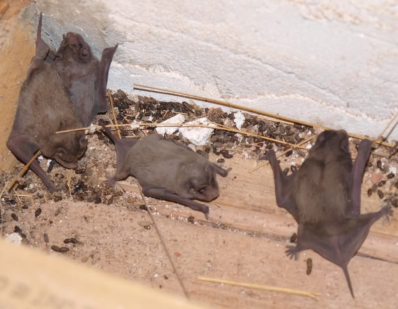 Chauve souris!!(Ajoute) P2014466