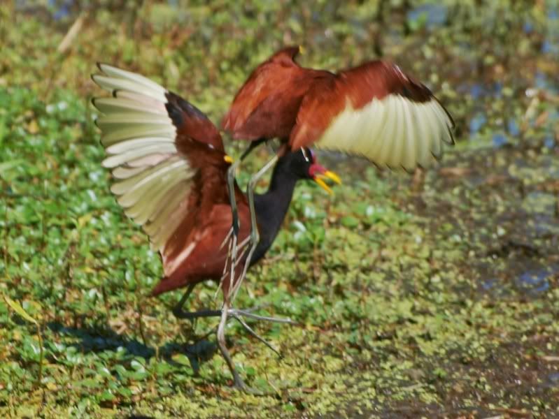 Jacana P3124955