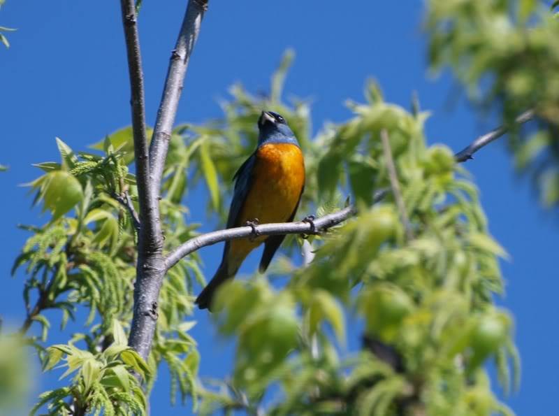 Quelques oiseaux PA061731a