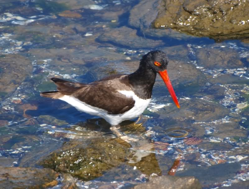 Quelques oiseaux AP1224400