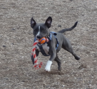 Staffies running shots - Page 2 DSC02136_zps37191540