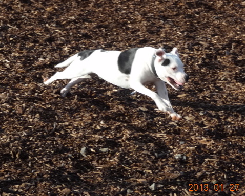 Staffies running shots - Page 2 DSC03112_zps6ef81675