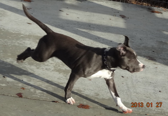 Staffies running shots - Page 2 DSC03148_zps33bf8ad7