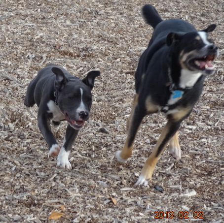 Staffies running shots - Page 2 DSC03348_zpsbb04e3ba