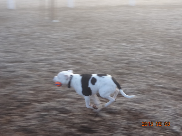 Staffies running shots - Page 2 DSC03543_zps41536d43