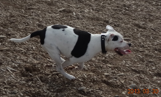 Staffies running shots - Page 2 DSC04760_zps377111d5