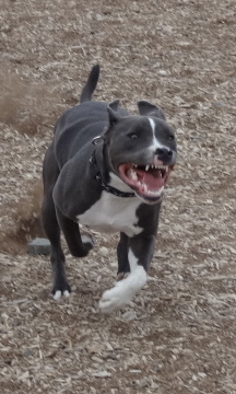 Staffies running shots - Page 2 DSC06525_zpsbef0ad37