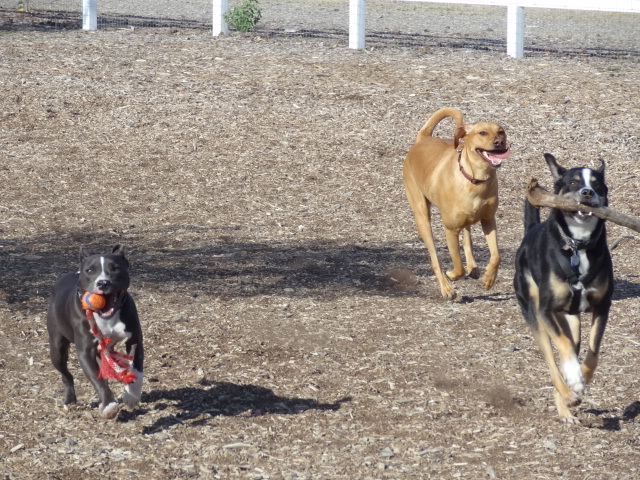 Staffies running shots - Page 2 DSC08135_zps5ac4b2bc