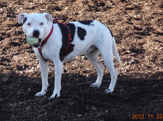 Staffies with balls - Page 3 DSC09799_zps255bcc37