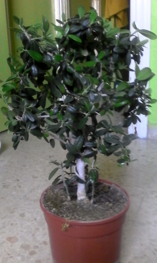 Novato pre-bonsai olivo IMG_20150407_174033_zpsnjcno90e