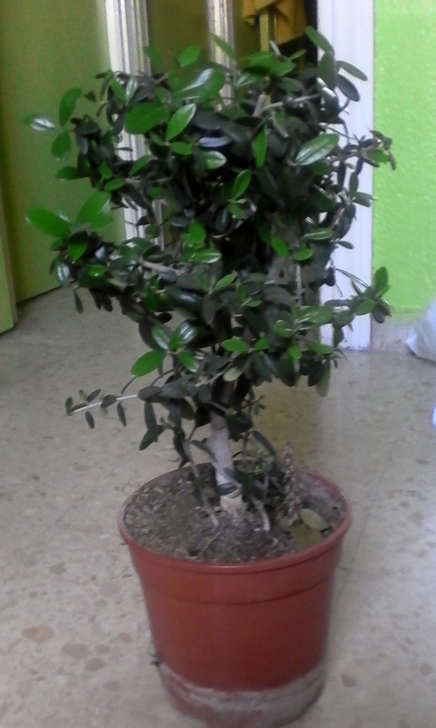 olivo - Novato pre-bonsai olivo IMG_20150407_174042_zpsplqpngct