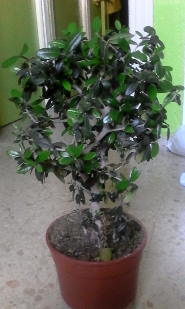 Novato pre-bonsai olivo IMG_20150407_174050_zpsgw2nm8jx