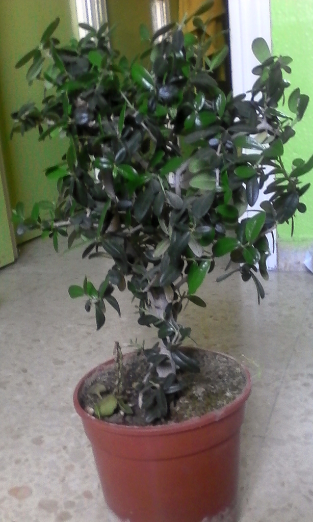 olivo - Novato pre-bonsai olivo IMG_20150407_174100_zps1joeevpc