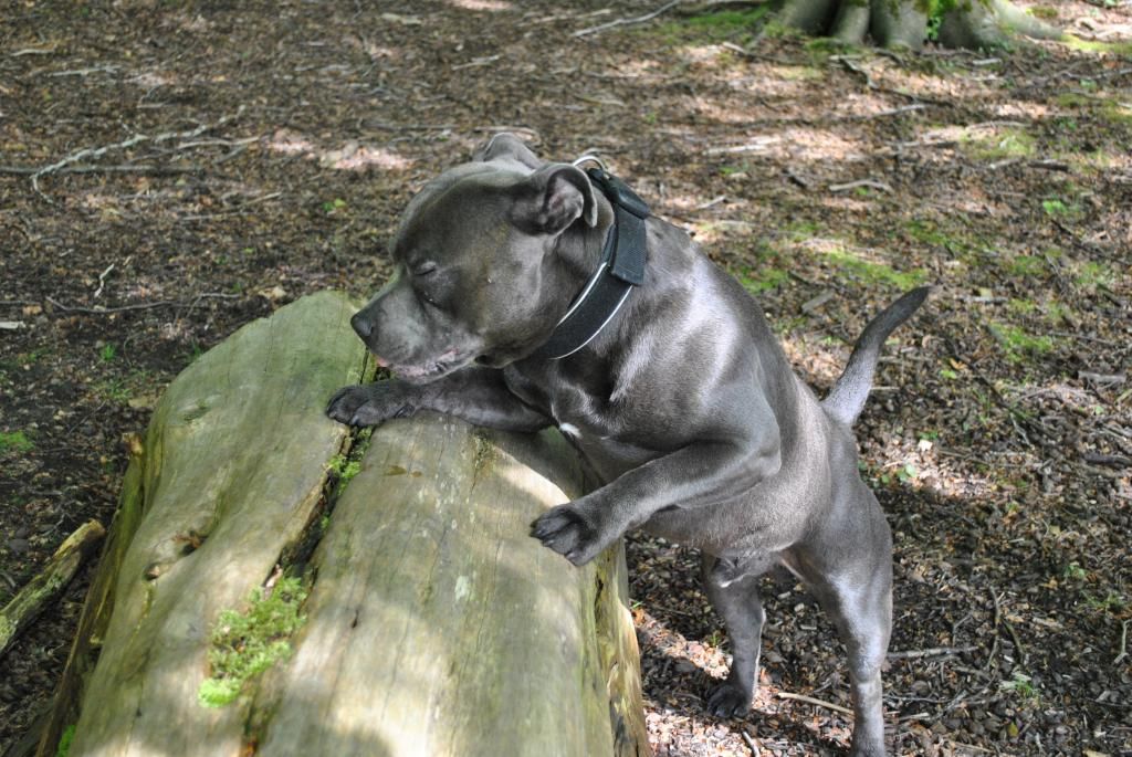 My handsome boy today. DSC_0158_zps6b975a3e