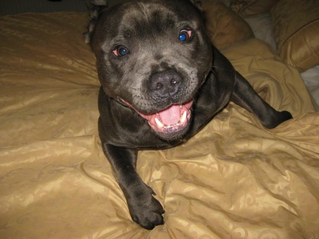 wanted: your staffy with an shocked face or looking at like they saying your stupid  IMG_1803_zps73c034c6