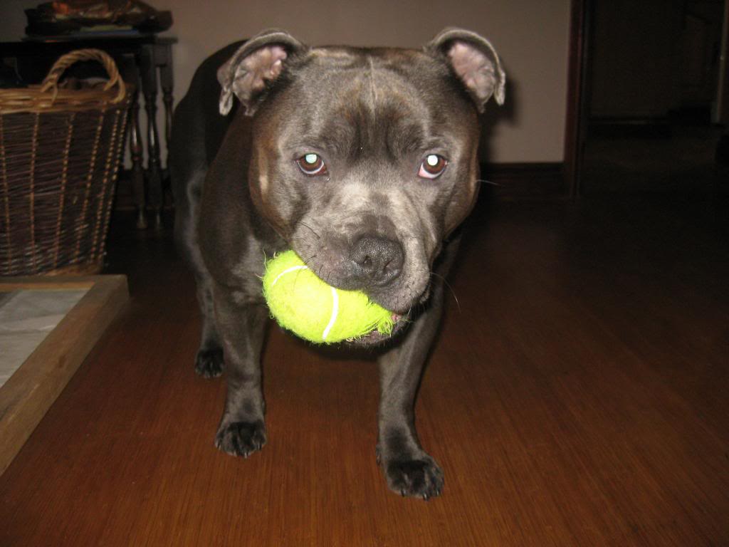 Staffies with balls - Page 3 IMG_3011_zps5a9554bd