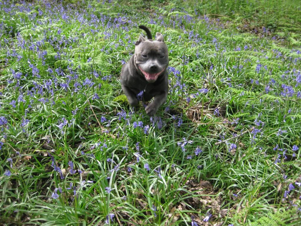 Our Blubell walk today (very pic heavy) IMG_3660_zps22553d7a